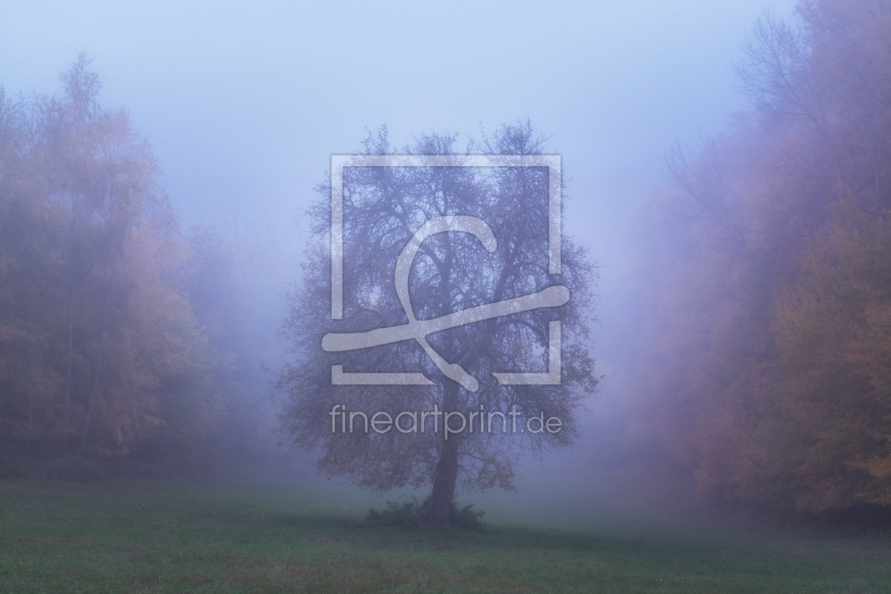 Bild-Nr.: 12125369 Baum im Herbstnebel erstellt von luxpediation