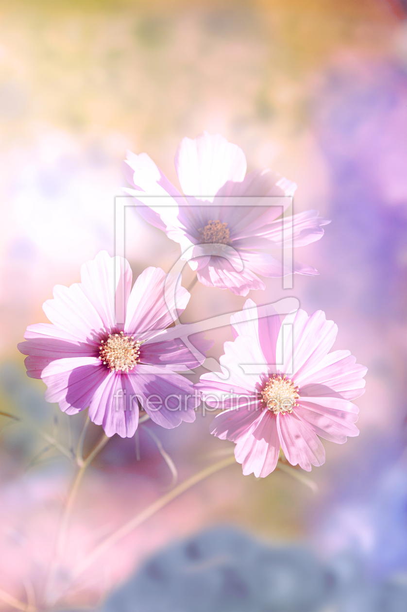 Bild-Nr.: 12135073 Drei Blüten des Sommers erstellt von Tanja Riedel
