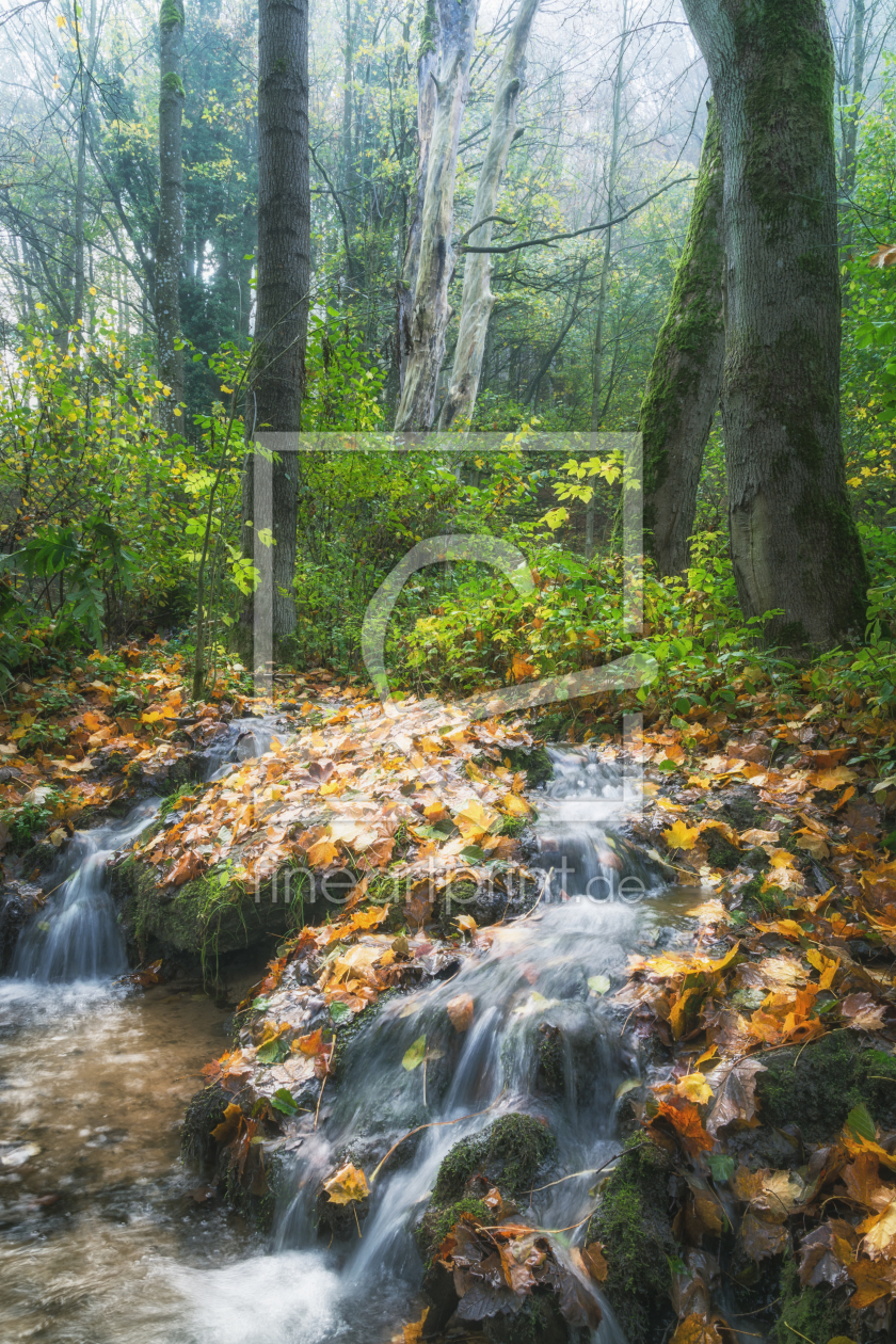 Bild-Nr.: 12135397 Wasser im Herbstwald erstellt von luxpediation