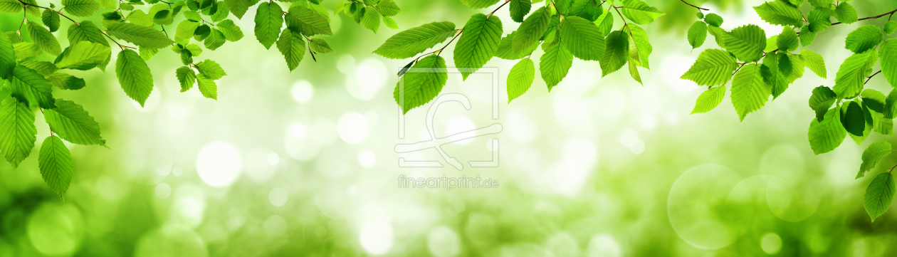 Bild-Nr.: 12143293 Grüne Blätter und leuchtender Panorama Hintergrund erstellt von Smileus