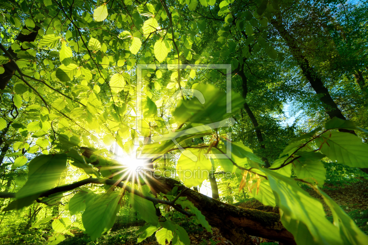 Bild-Nr.: 12143296 Sonnenstrahlen leuchten effektvoll durch Blätter erstellt von Smileus