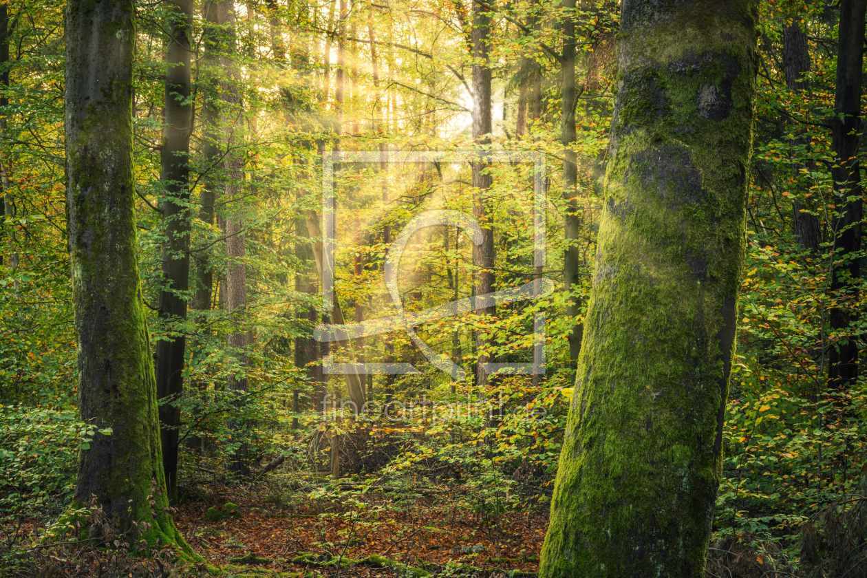 Bild-Nr.: 12145393 Sonnenstrahlen im grünen Wald erstellt von luxpediation