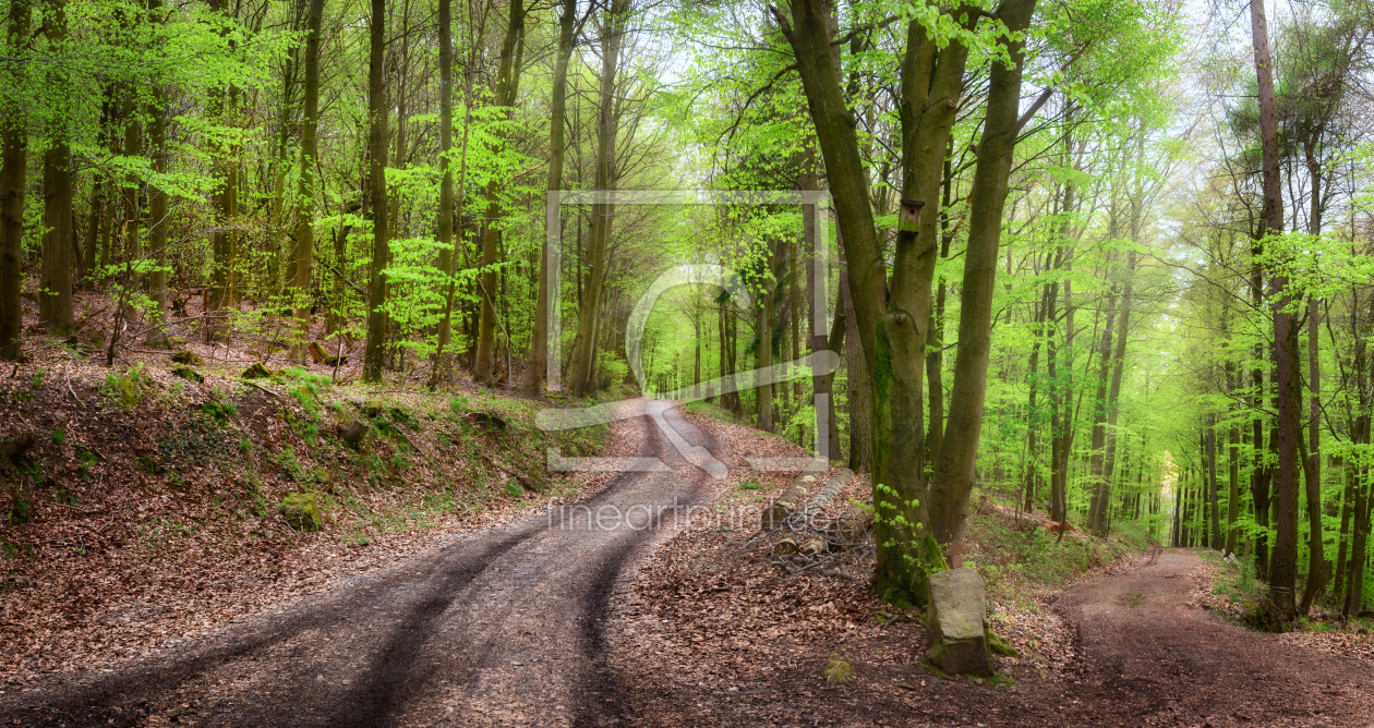 Bild-Nr.: 12145888 Forstweg im schönen Wald lädt zum Wandern ein erstellt von Smileus