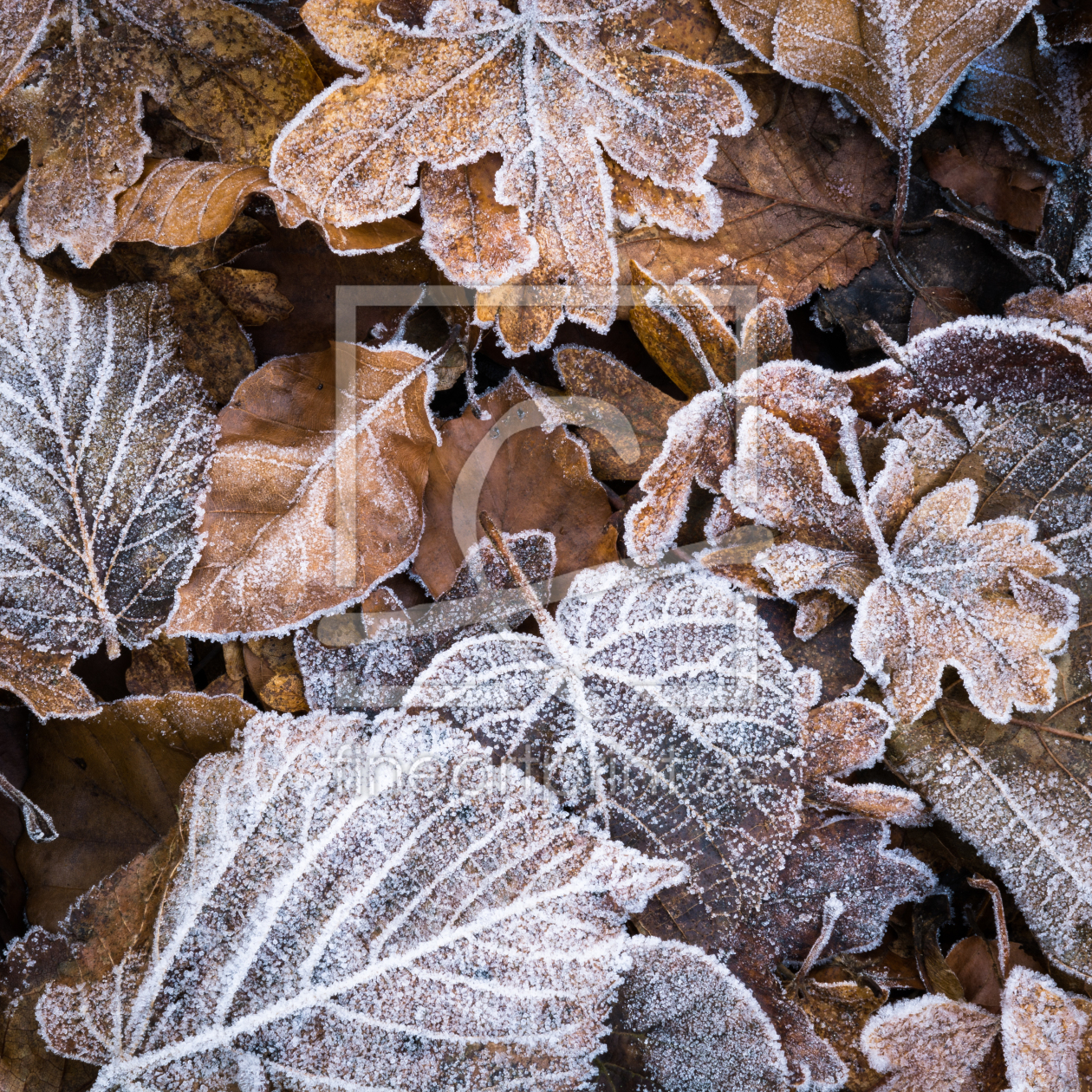 Bild-Nr.: 12150644 Frost erstellt von luxpediation