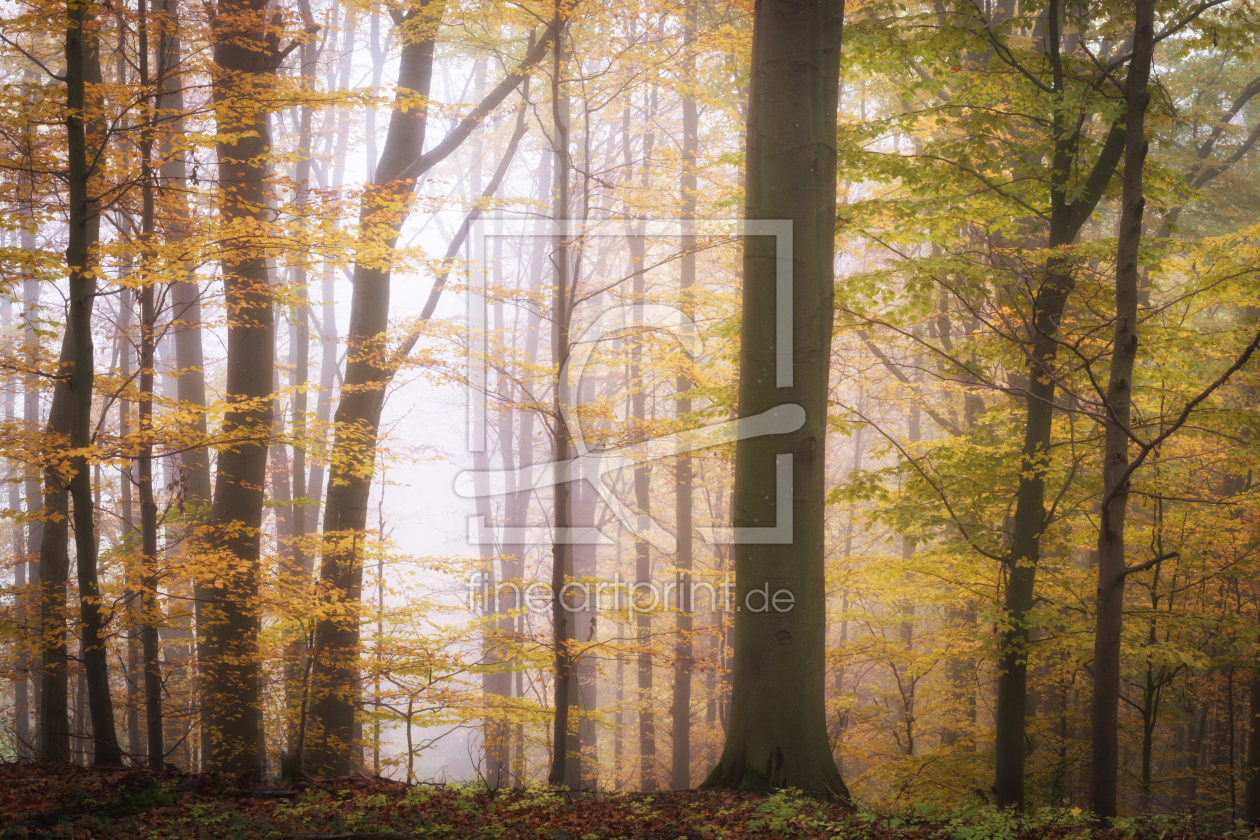 Bild-Nr.: 12152355 Wald im Licht erstellt von luxpediation