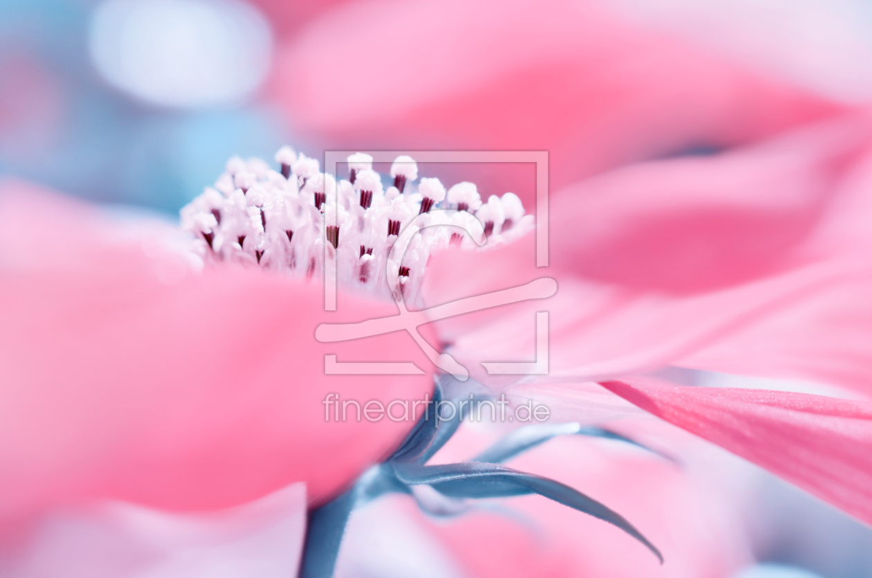 Bild-Nr.: 12152522 Cosmea erstellt von Atteloi