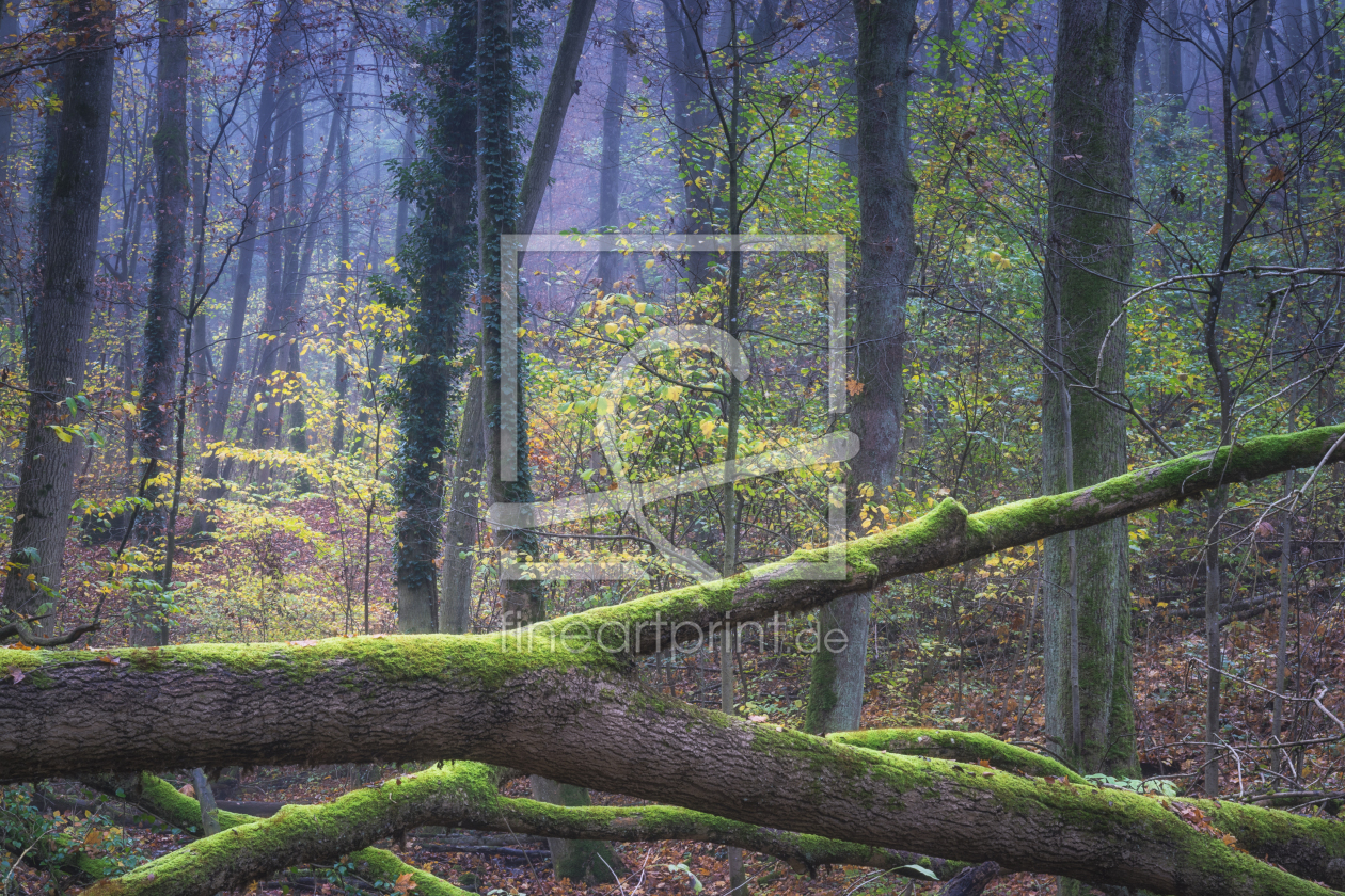 Bild-Nr.: 12153554 Wildnis Wald erstellt von luxpediation