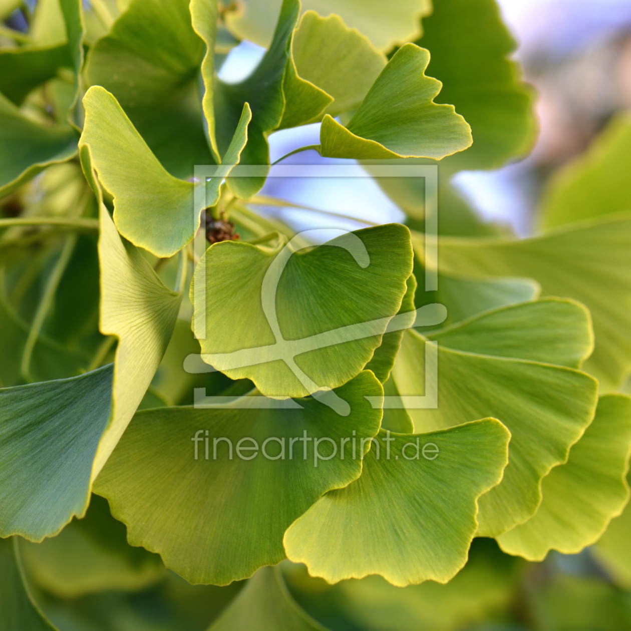 Bild-Nr.: 12160734 Ginkgo erstellt von Atteloi