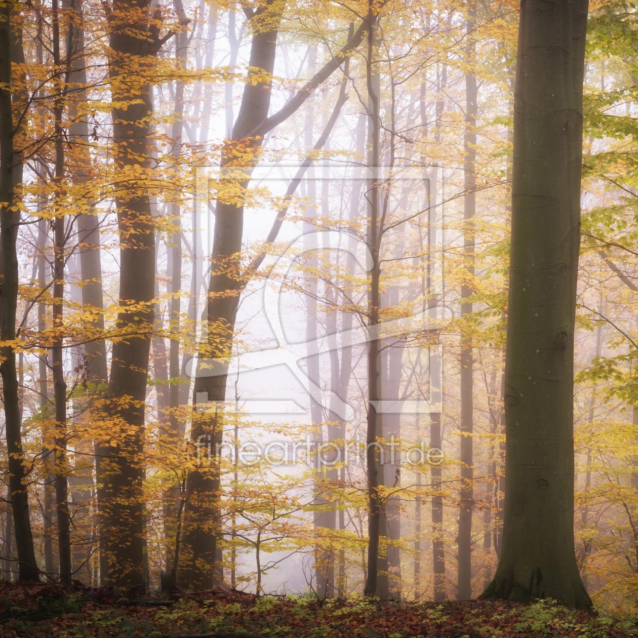 Bild-Nr.: 12161754 Wald im Licht II erstellt von luxpediation