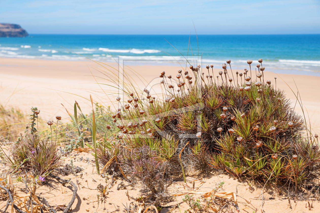 Bild-Nr.: 12163151 Dünenflora am Algarve Strand Portugal erstellt von SusaZoom