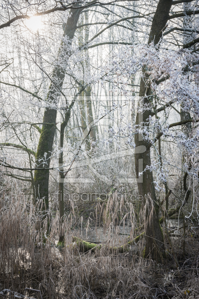 Bild-Nr.: 12163164 Frosty Nature erstellt von luxpediation