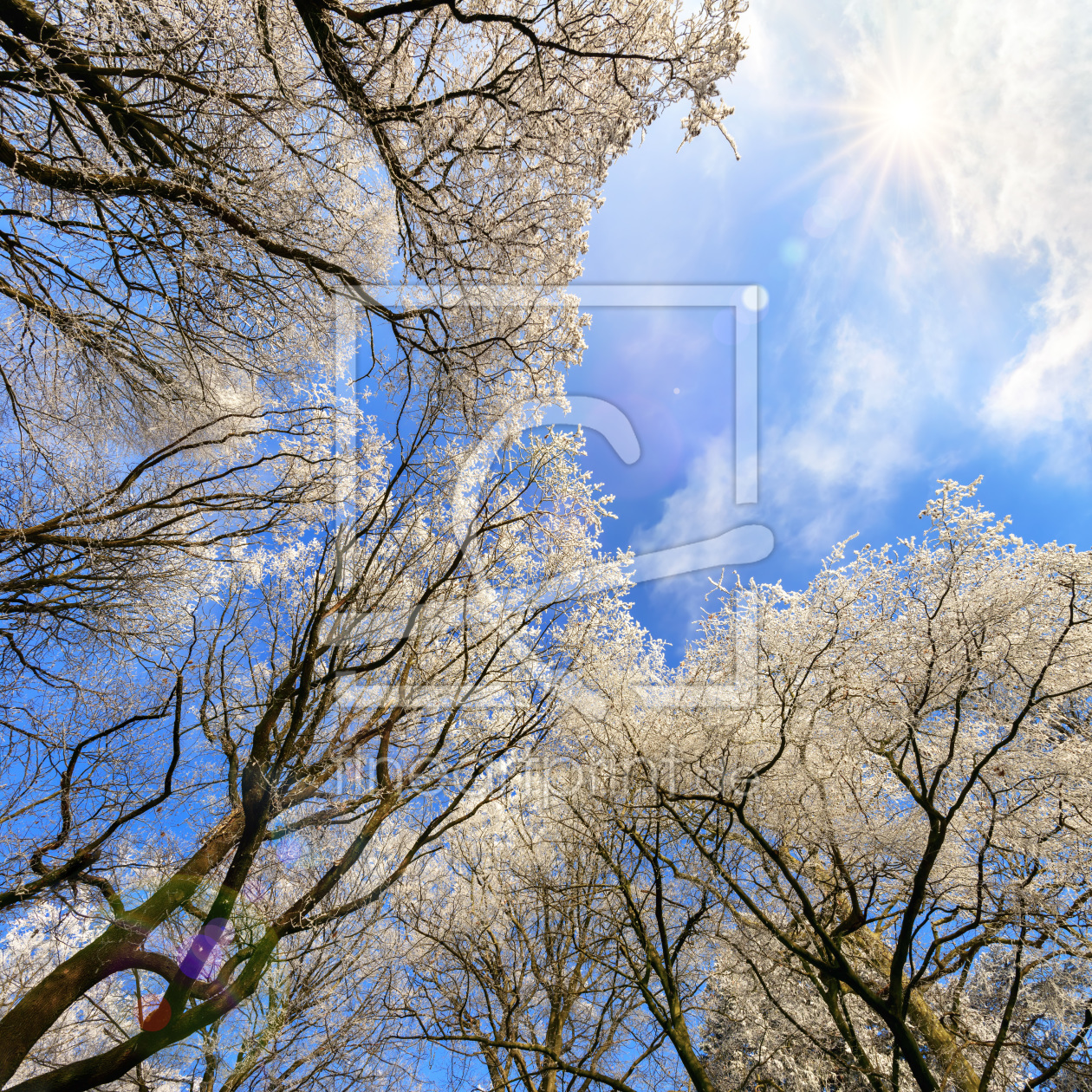 Bild-Nr.: 12163268 Raureif in den Baumkronen gegen blauen Himmel erstellt von Smileus