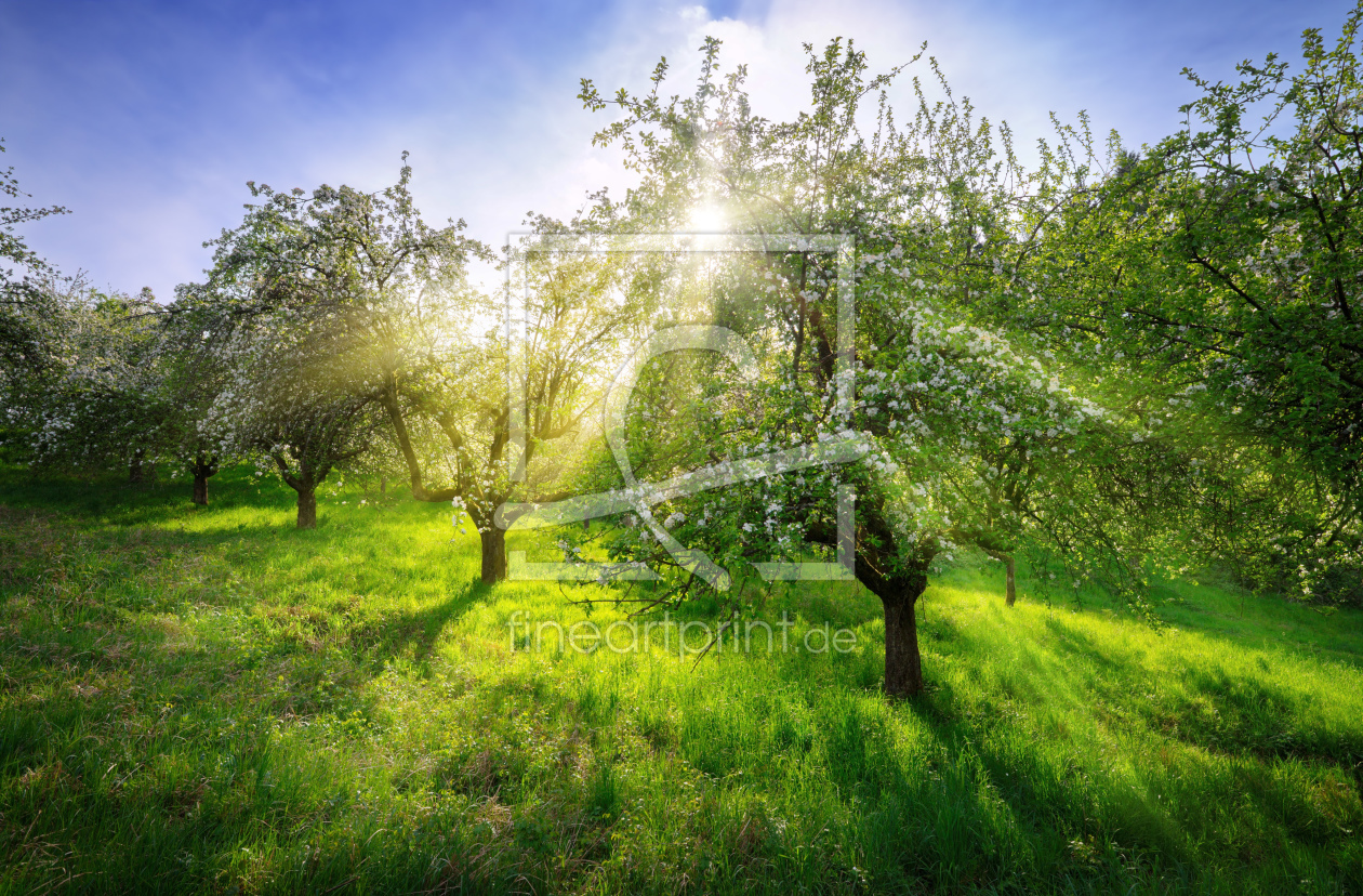 Bild-Nr.: 12163316 Blühende Obstbäume in malerischer Frühlingsszene erstellt von Smileus