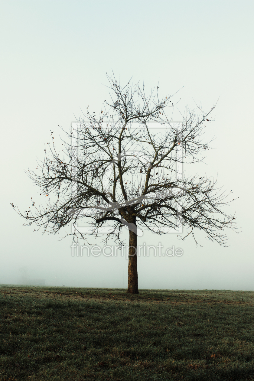 Bild-Nr.: 12167243 Apfelbaum erstellt von Manuela Deigert