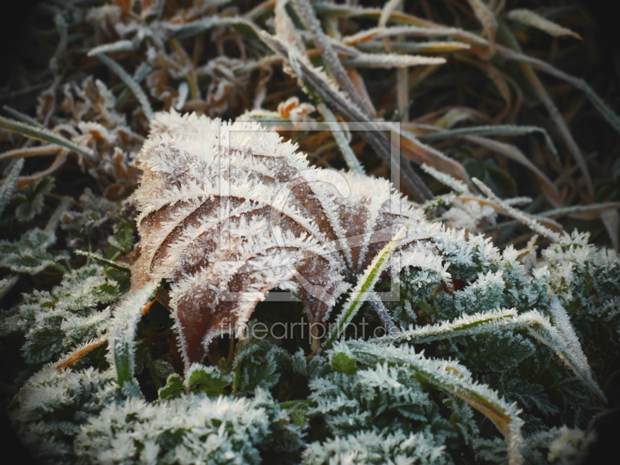 Bild-Nr.: 12168195 Frostige Tage erstellt von dresdner