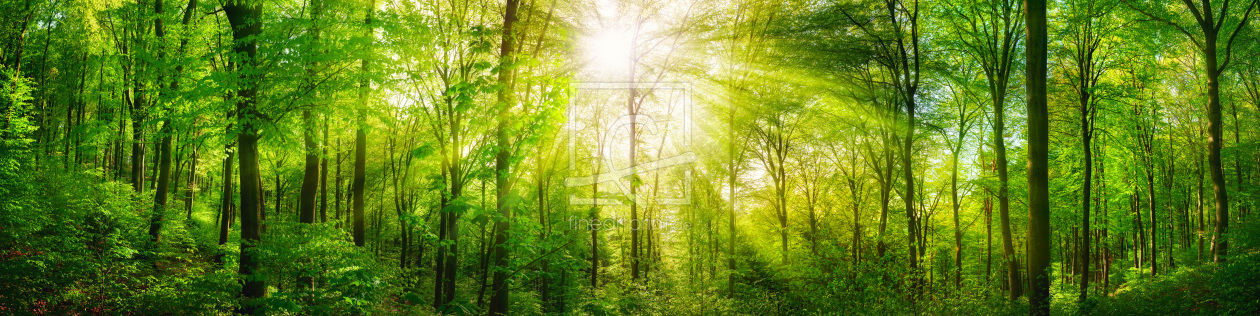 Bild-Nr.: 12168887 Wald Panorama mit grünen Buchen und Sonnenstrahlen erstellt von Smileus