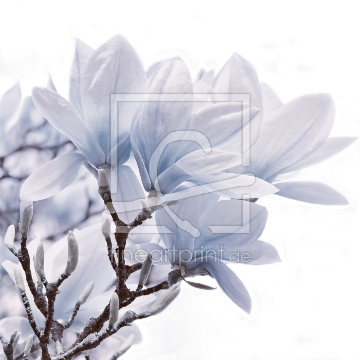 Bild-Nr.: 12169871 Magnolie erstellt von Atteloi