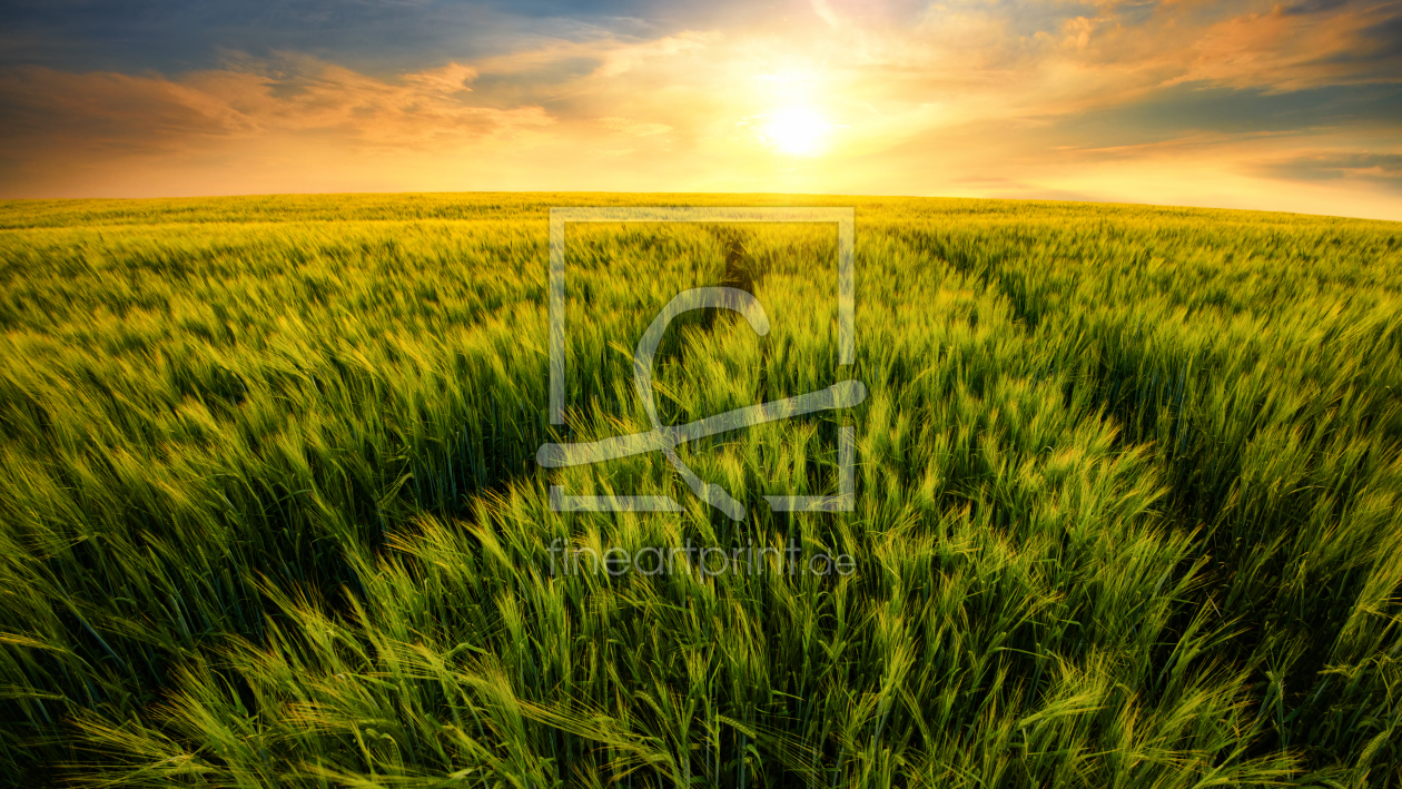 Bild-Nr.: 12170795 Feld führt zur untergehenden Sonne erstellt von Smileus