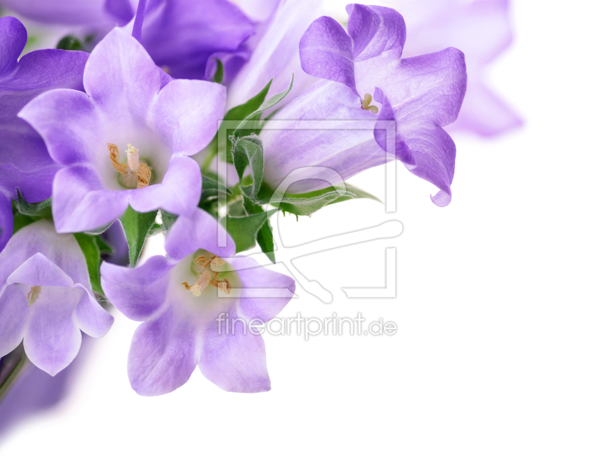 Bild-Nr.: 12170812 Glockenblumen auf weiß erstellt von Smileus