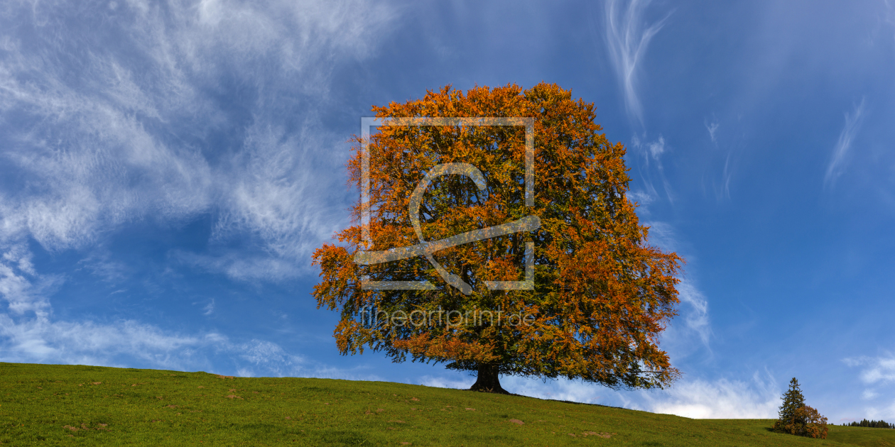 Bild-Nr.: 12171225 Herbst im Ostallgäu erstellt von Walter G. Allgöwer