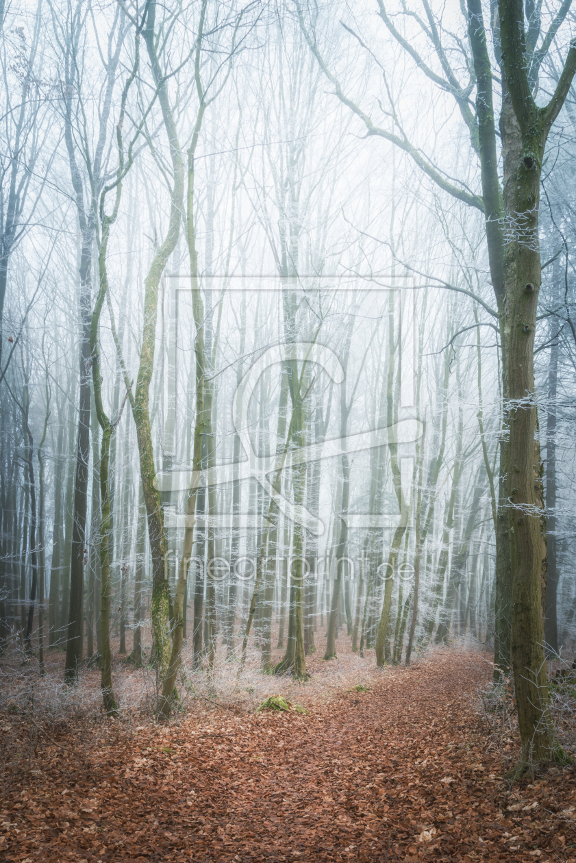 Bild-Nr.: 12175628 Weg im frostigen Winterwald erstellt von luxpediation