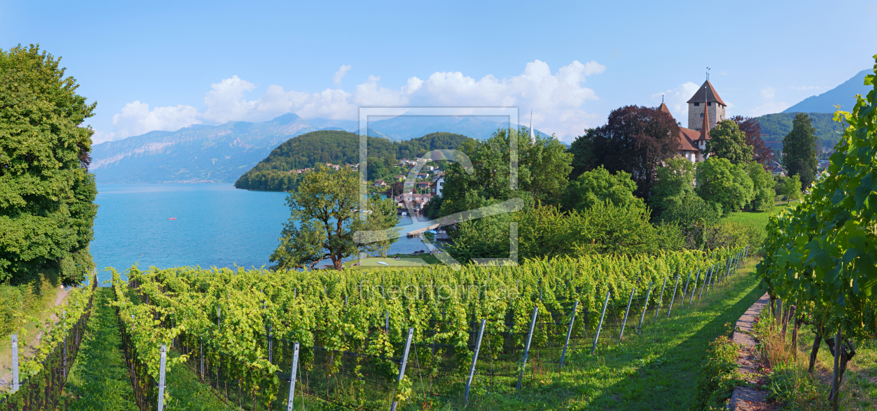 Bild-Nr.: 12175636 Weinberg Spiez - Schlossblick u Thunersee Schweiz erstellt von SusaZoom