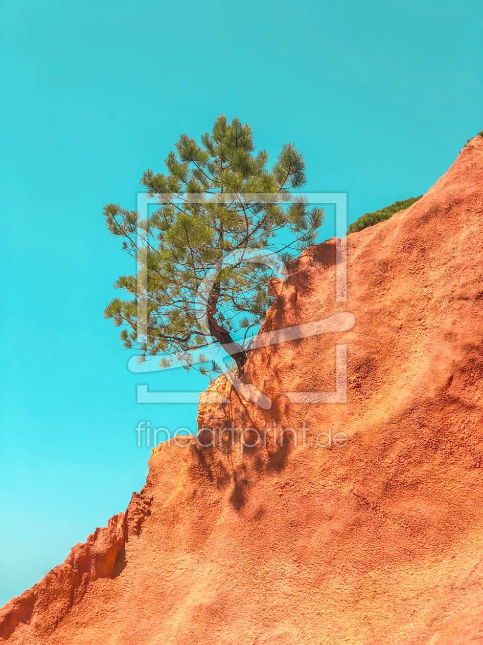 Bild-Nr.: 12176201 Ein Kiefer Baum in Algarve erstellt von DjuraPhotography