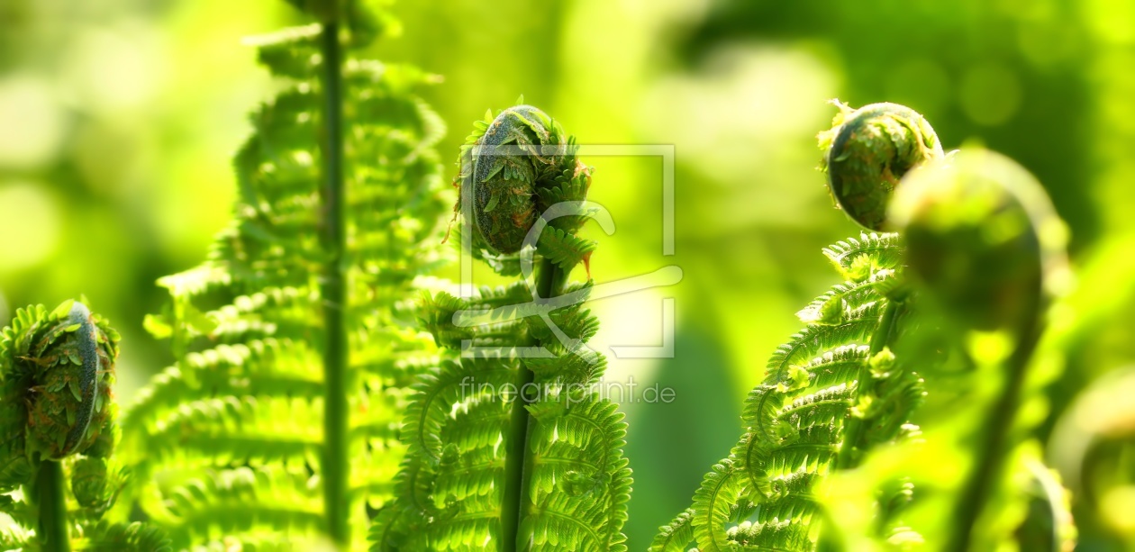 Bild-Nr.: 12176525 Green heads erstellt von youhaveadream
