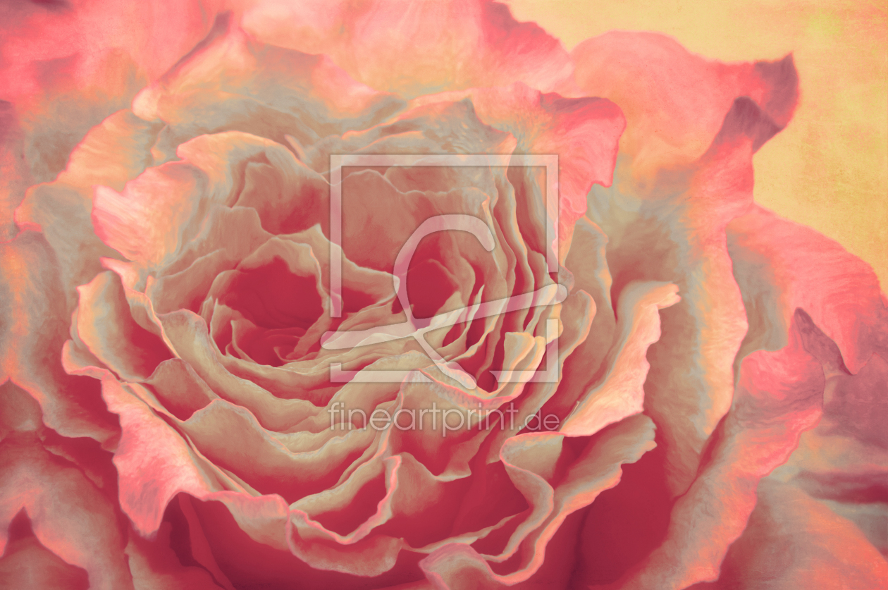 Bild-Nr.: 12177029 Beautyful Rose erstellt von Angela  Dölling