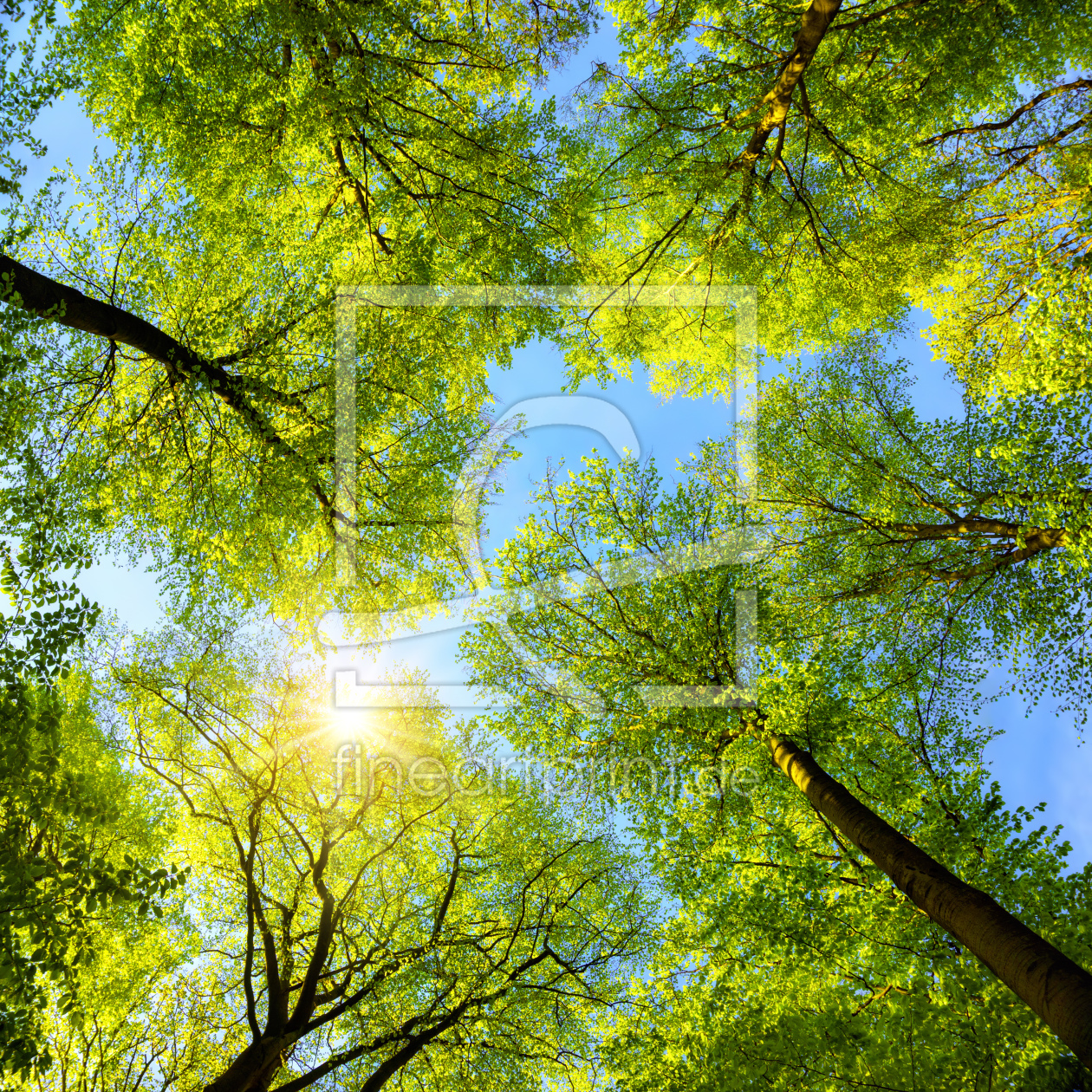 Bild-Nr.: 12177426 Grüne Baumkronen im Sonnenlicht und blauer Himmel erstellt von Smileus