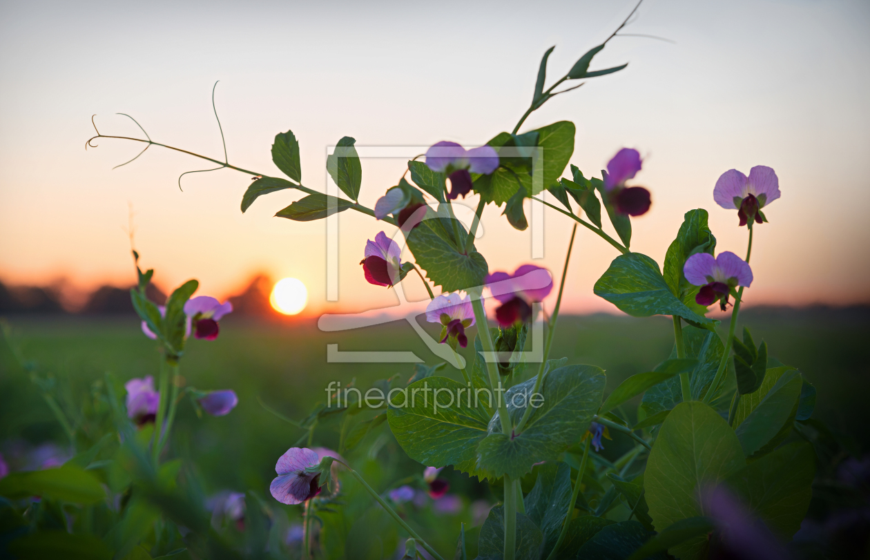 Bild-Nr.: 12180590 Sweet Pea at Sunset erstellt von SusaZoom