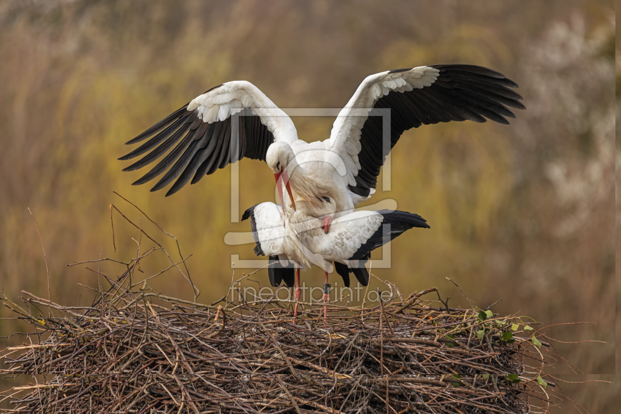 Bild-Nr.: 12184547 Storcheln erstellt von Thomas Herzog