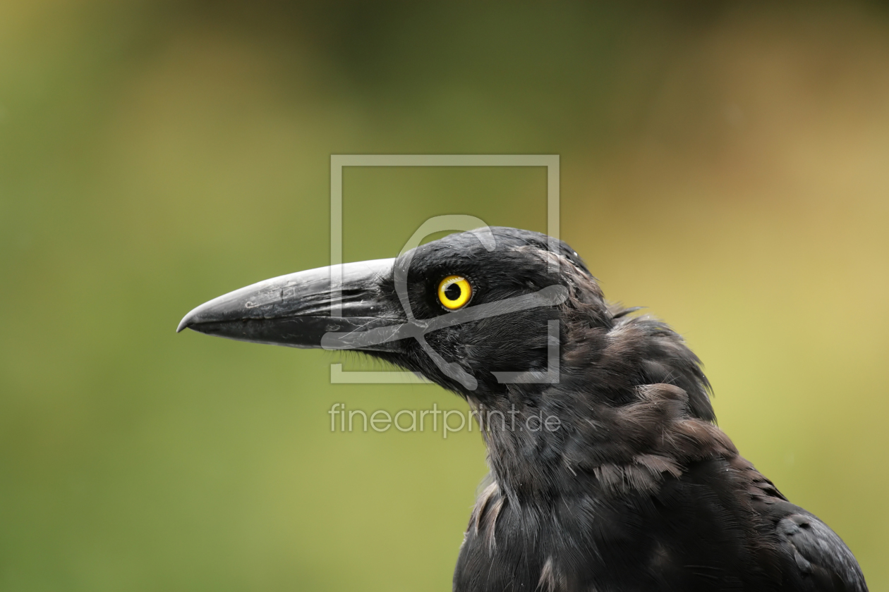 Bild-Nr.: 12184942 Pied Currawong erstellt von DirkR