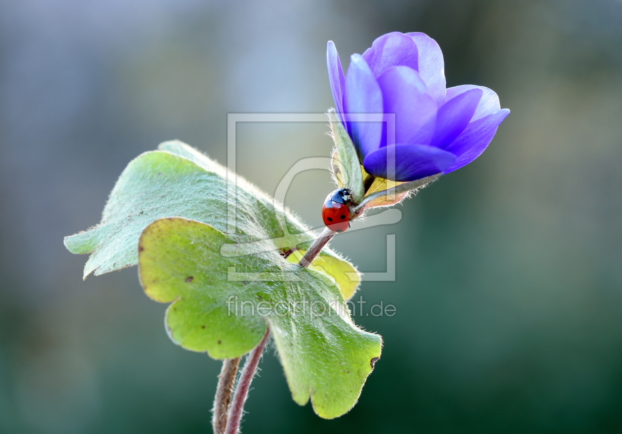 Bild-Nr.: 12186323 Leberblümchen erstellt von GUGIGEI