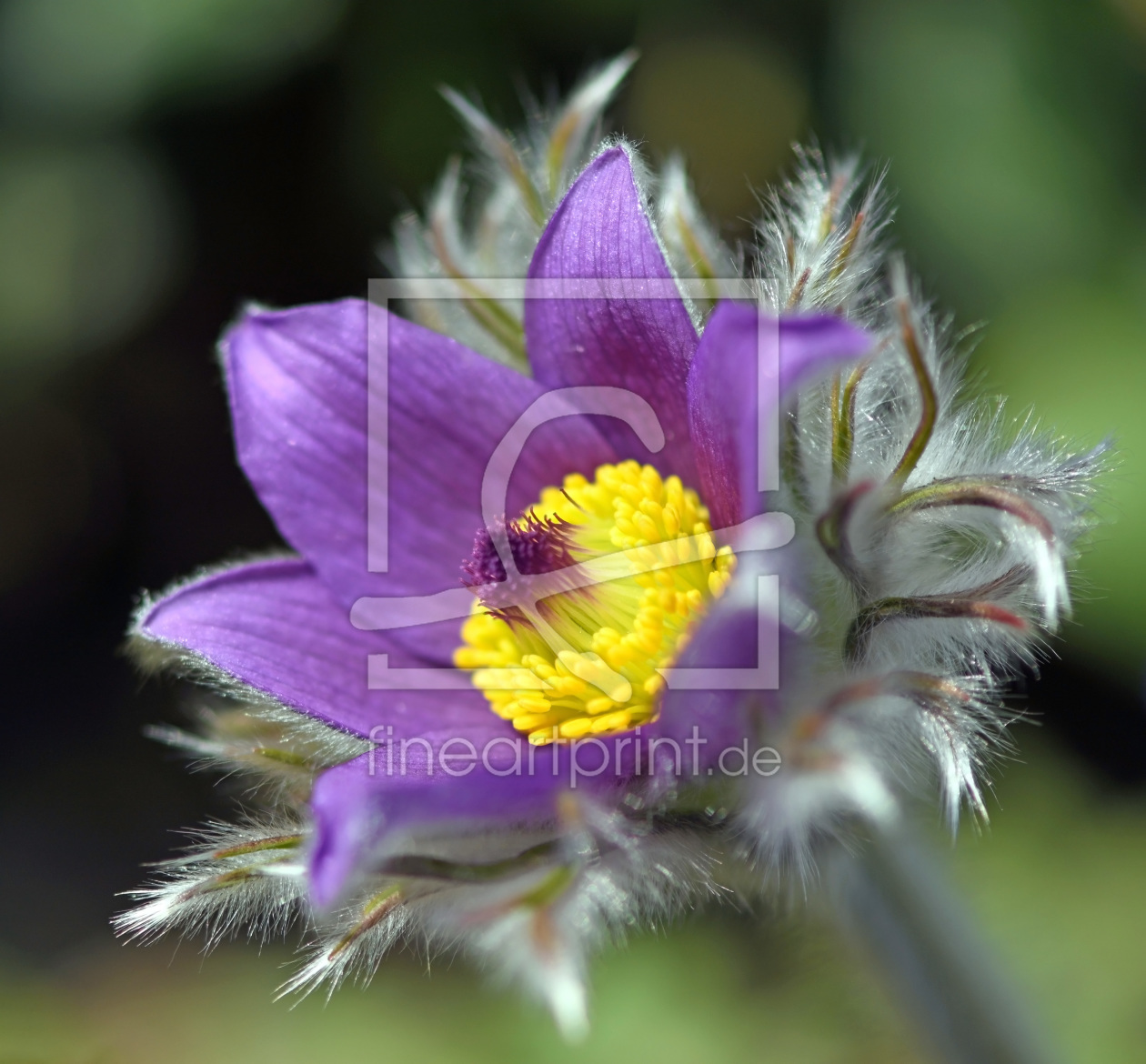 Bild-Nr.: 12187506 Pulsatilla erstellt von GUGIGEI