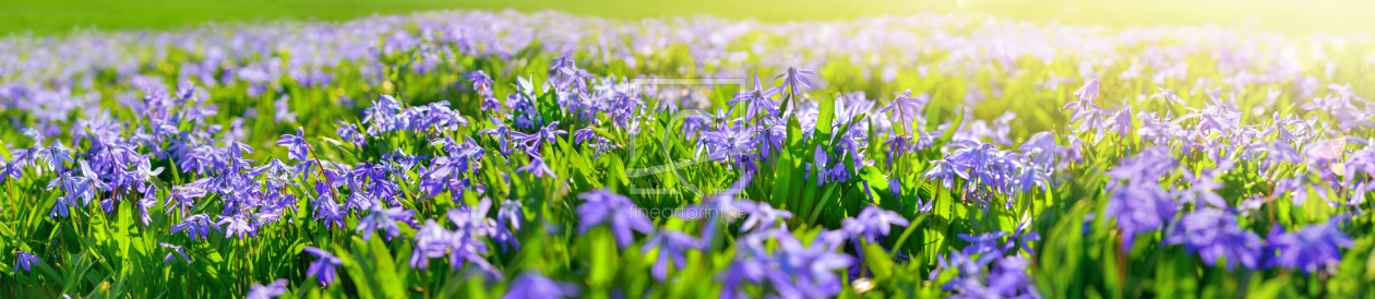 Bild-Nr.: 12189536 Blaue Glockenblumen auf sonnenbeschienener Wiese erstellt von Smileus