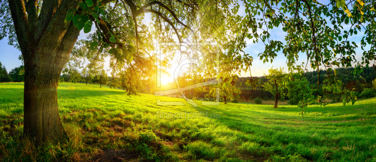 Bild-Nr.: 12189815 Sonnenaufgang auf grüner Wiese unter Baum erstellt von Smileus