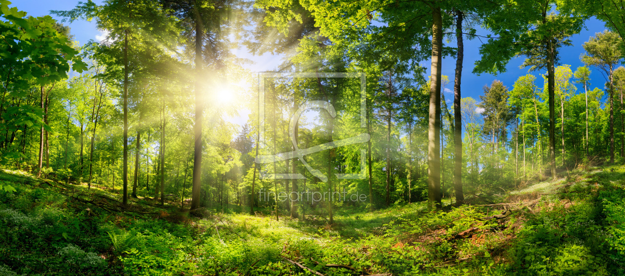 Bild-Nr.: 12189817 Schön beleuchtete Waldlichtung im Frühling erstellt von Smileus