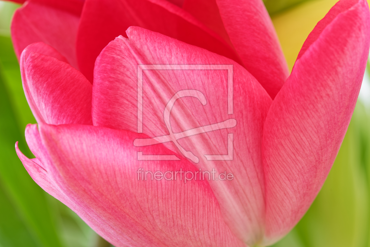 Bild-Nr.: 12190598 Tulpenblüte erstellt von Dennis Gross