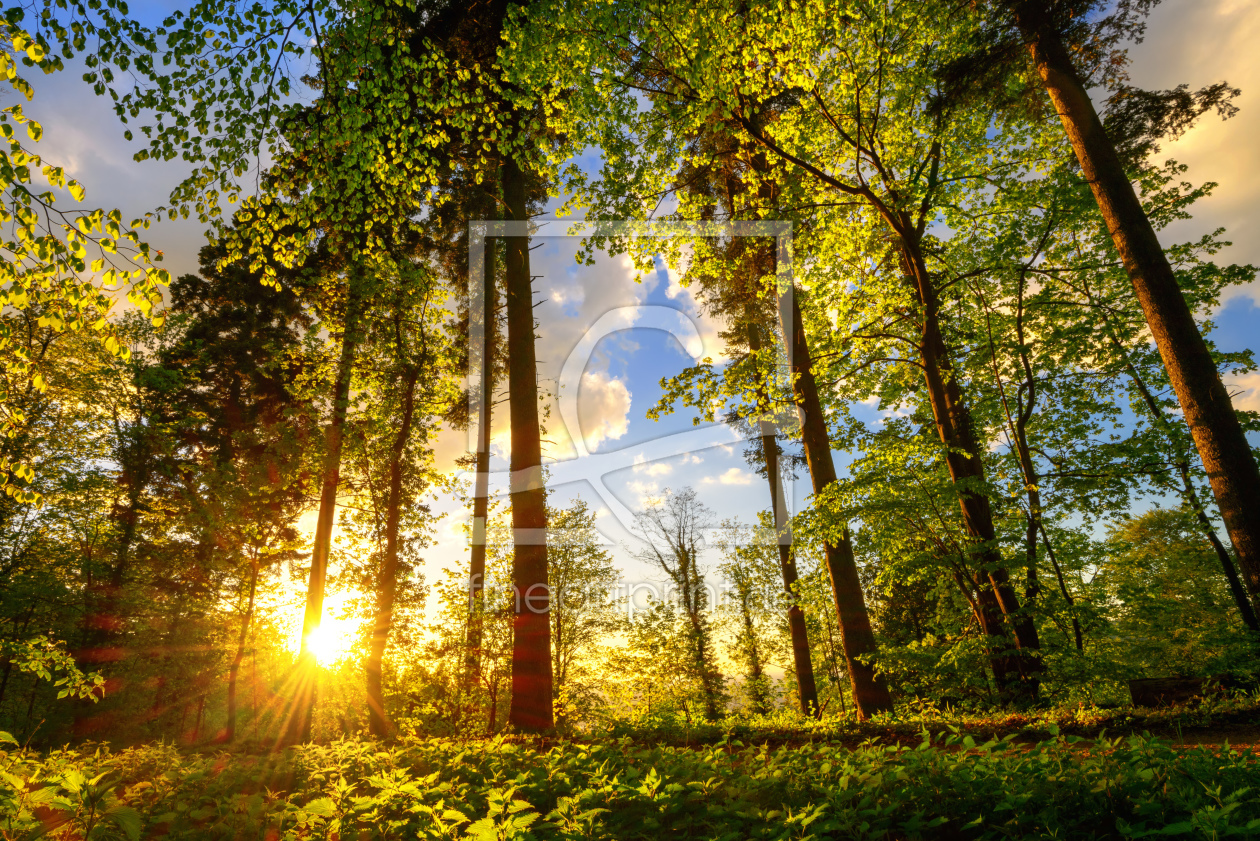 Bild-Nr.: 12191770 Waldweg in wunderschöner Abendsonne erstellt von Smileus
