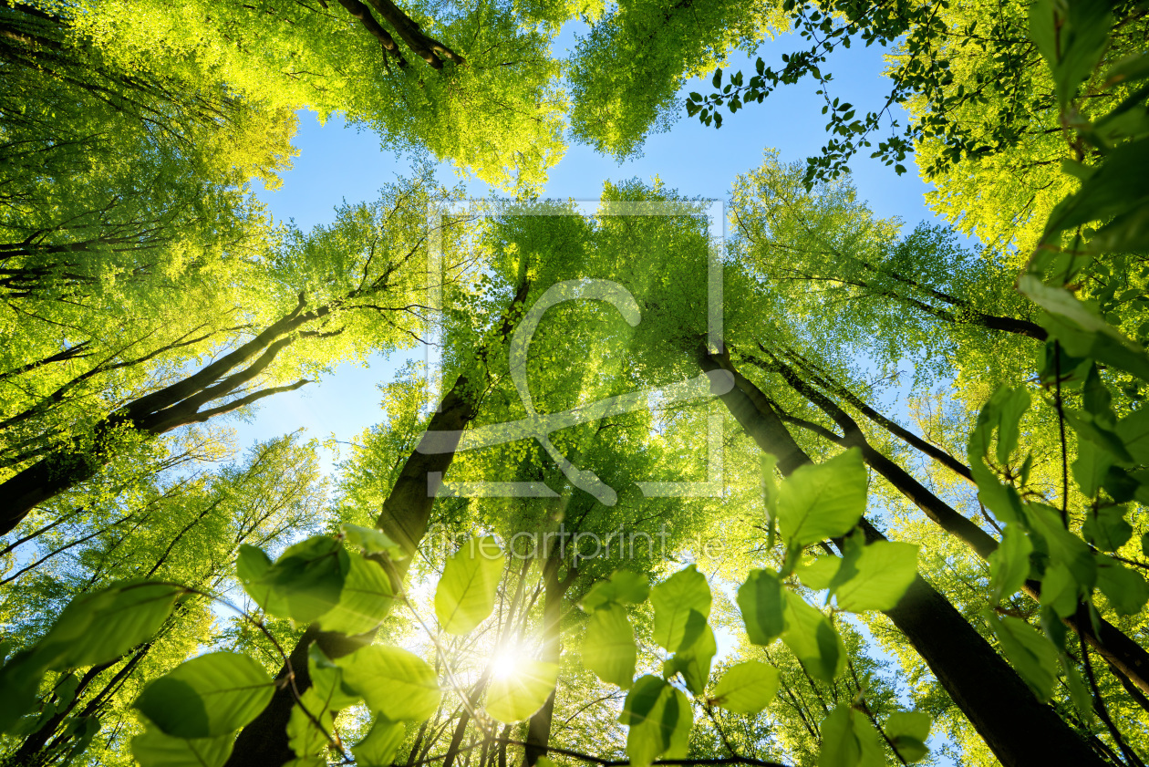 Bild-Nr.: 12192081 Grünes Blätterdach im Wald mit Sonne erstellt von Smileus