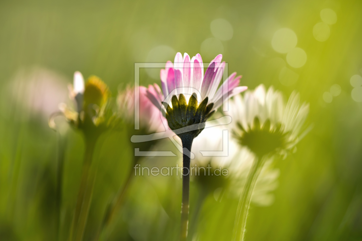 Bild-Nr.: 12193355 Daisies erstellt von MartinaW