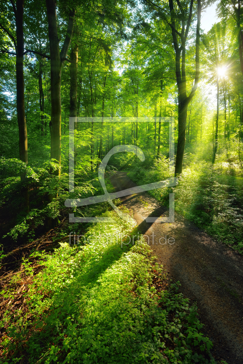 Bild-Nr.: 12193843 Spiel von Licht und Schatten auf einem Waldweg erstellt von Smileus