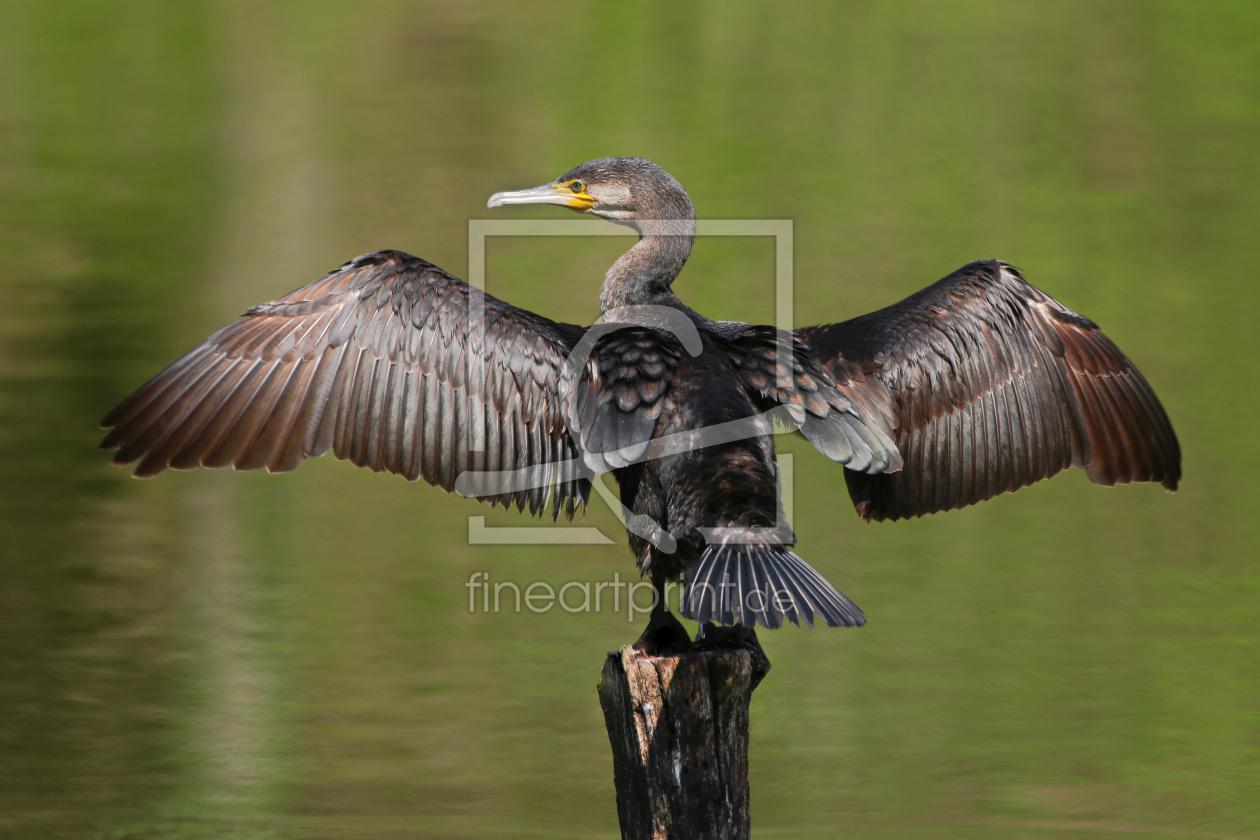 Bild-Nr.: 12195381 Kormoran erstellt von falconer59