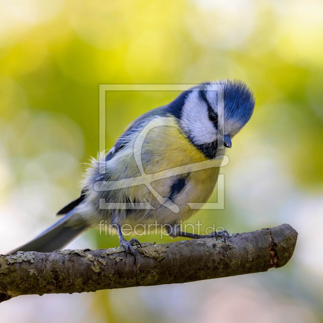 Bild-Nr.: 12196051 Blaumeise -  Cyanistes caeruleus erstellt von Richard-Young