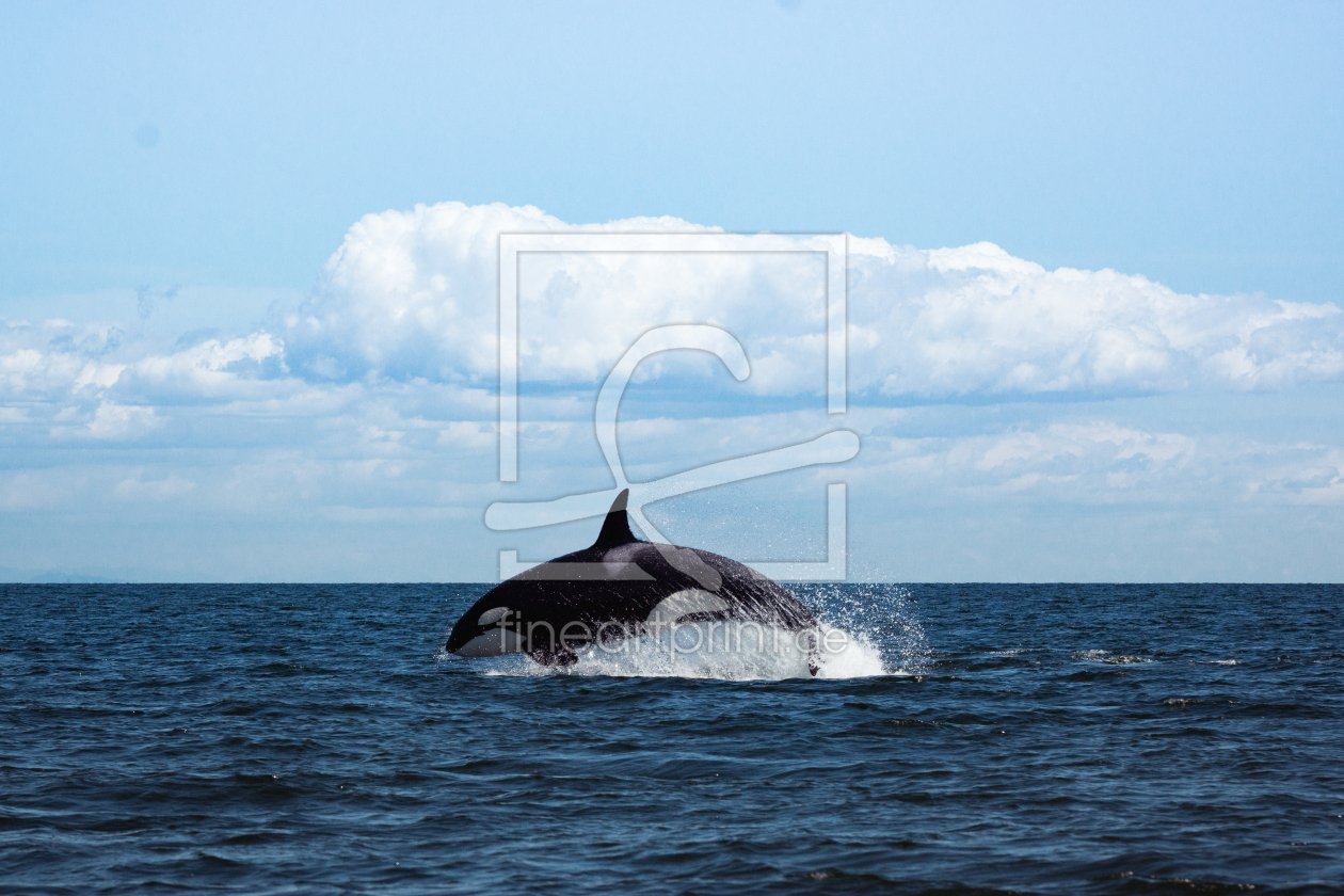 Bild-Nr.: 12196863 Orca erstellt von online-ms