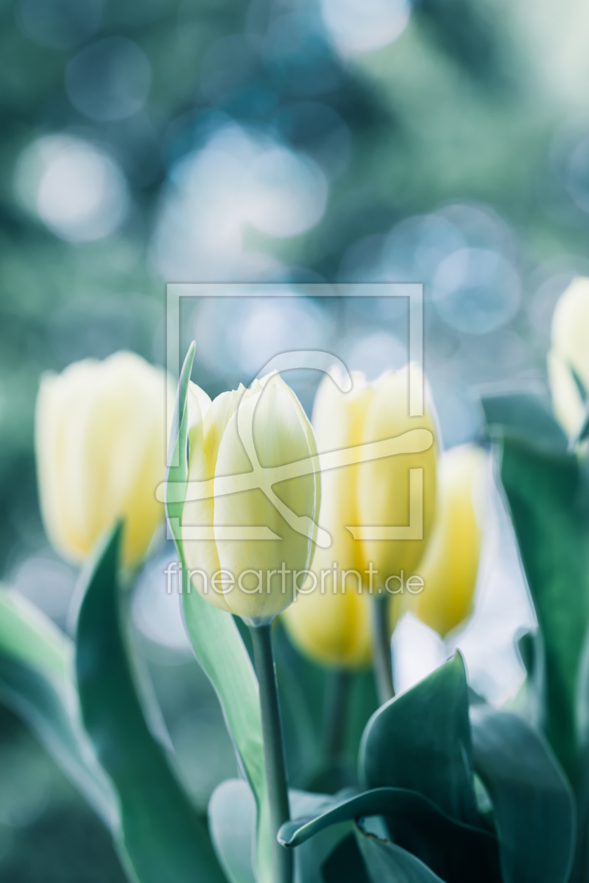 Bild-Nr.: 12198506 Tulpen im Licht erstellt von MartinaW