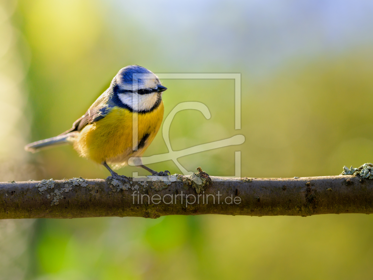 Bild-Nr.: 12199458 Blaumeise - Cyanistes caeruleus erstellt von Richard-Young