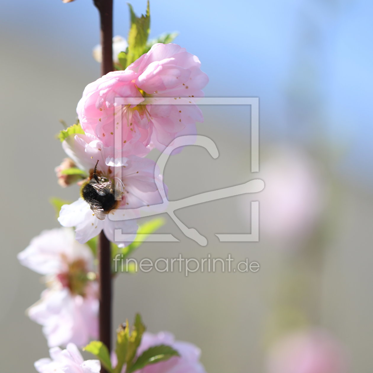 Bild-Nr.: 12200472 Insekt in der Mandelblüte erstellt von Heike  Hultsch