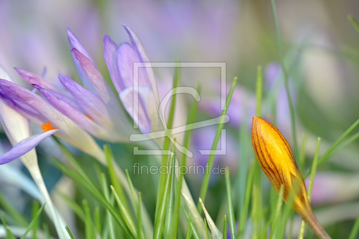 Bild-Nr.: 12200524 Frühlingsblüten erstellt von Ostfriese